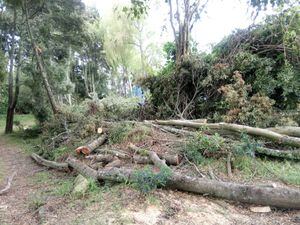 Preocupación por tala de árboles en el humedal Jaboque