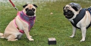 Pugs apaixonados tem casamento extremamente fofo