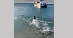 Vídeo: Cachorro pula na água e enfrenta tubarão que ameaçou seu dono