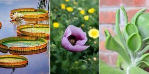 Las flores más alucinantes y llamativas del mundo que te encantarán