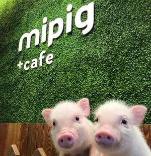 Mipig Café: um dos lugares mais adoráveis que você já viu
