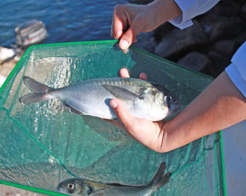 Los pescados de acuicultura aportan ácidos grasos Omega.