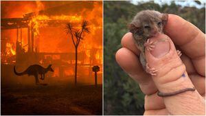 Após incêndios: pequeno marsupial que estaria extinto reaparece na Austrália