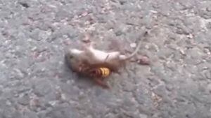 Vídeo chocante mostra vespa matando rato em menos de um minuto