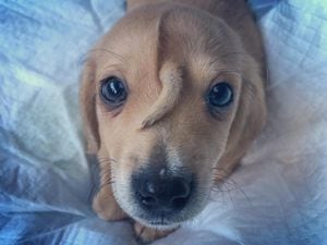 Uni-cão-nio: filhote de cachorro nasce com rabo na testa