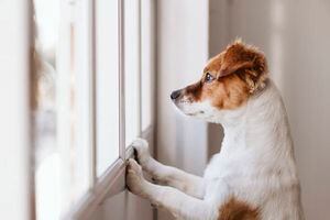 5 dicas de como acalmar o seu cachorro e mantê-lo tranquilo