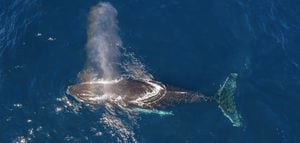¡Espectacular! Avistamiento de ballenas jorobadas en costas de Rincón y Aguadilla