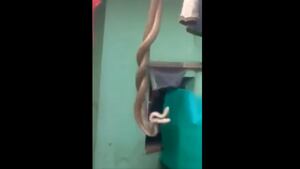 Vídeo mostra luta impressionante entre cobras no telhado de casa
