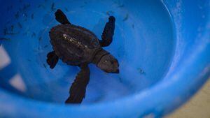 Extraen de su hábitat a tortuga marina para ser llevada a Quito como "recuerdo de la playa"