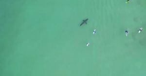 Vídeo impressionante mostra tubarão-branco nadando próximo de surfistas na Africa do Sul