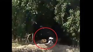 Vídeo registra momento de desespero em que tigre invade vila na Índia e ataca moradores