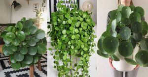 Así puedes mantener hermosa la planta china del dinero o «Pilea peperomioides»