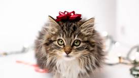 Aplica estos consejos para que tu gato no destruya tu árbol de Navidad