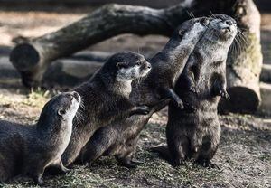 Nutrias de un acuario de EE.UU. dan positivo al COVID-19