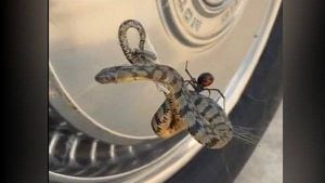 Vídeo mostra como aranha viúva negra usa teia para atacar cobra