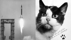 La NO tan tierna historia de Félicette, la primera gata de la historia que viajó al espacio.