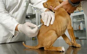 Rusia registra la primera vacuna contra Covid-19 para animales