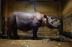 Tam, el último rinoceronte macho de Sumatra, murió