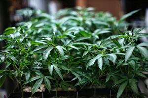 Cámara federal aprueba proyecto para despenalizar la marihuana a nivel federal