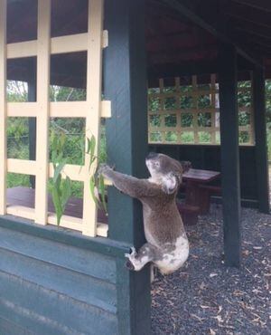 Encuentran a koala atornillado a un poste en Australia