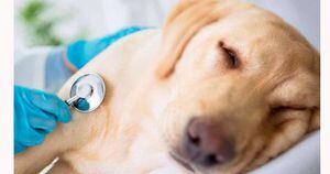5 informações sobre a eutanásia em cães