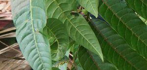 Una nueva especie de árbol fue descubierta en la Amazonía