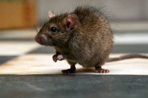 Hordas de ratas invaden una ciudad neozelandesa