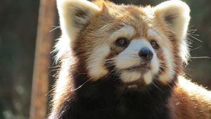 Para morirse de ternura: Buin Zoo presenta a su primera pareja de pandas rojos