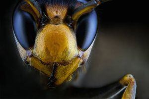 Insecto letal llegó a Estados Unidos y pone en peligro a las abejas
