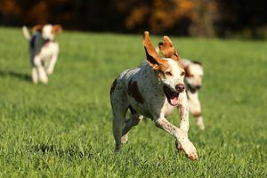 Los perros serían la solución para detectar a personas con coronavirus