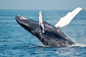 Boya que funciona con inteligencia artificial ayudará a salvar a las ballenas en su ruta migratoria desde Chile