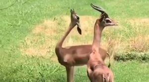Vídeo de gazela-girafa conquistando fêmea surpreende no Twitter