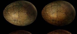 Un huevo de dinosaurio con un embrión de hace 65 millones de años fue puesto en venta por 12.500 dólares