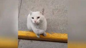 Vídeo revela golpe de gato que acompanha pessoas ao supermercado e mostra a comida que quer que elas comprem