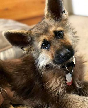 Cachorro pastor alemão anão faz sucesso no Instagram