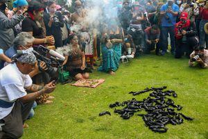 Indigna ‘masacre’ de ajolotes en Xochimilco