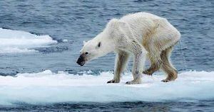 El desgarrador destino de los osos polares: Calentamiento global y destrucción de hábitat los lleva al canibalismo