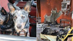 VÍDEO: Cachorros colocam fogo em casa e contemplam incêndio tranquilamente