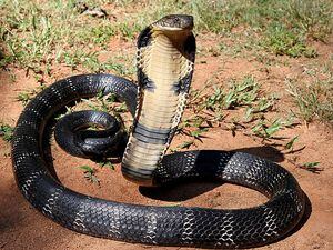 Vídeo que mostra cobra descoberta após engolir uma píton impressiona