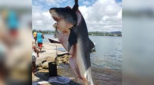 Indignación en redes por pesca de tiburón en Yabucoa