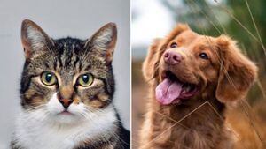 Mascotas: así puedes saber si tu perro o gato sufren de estrés