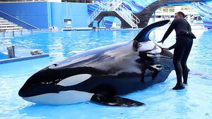 Kisha, la orca más solitaria del mundo causa angustia en redes sociales