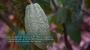 Destinos: Vinces, la ciudad que marcó el inicio del cacao ecuatoriano