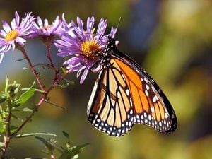 La mariposa Monarca podría extinguirse en 50 años, reveló un estudio