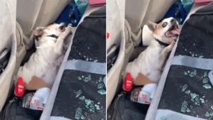 Policial filma resgate dramático de cachorro esquecido dentro do carro