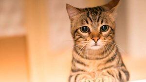 Sentencian a nueve días de prisión y multa a hombre que envenenó a tres gatos