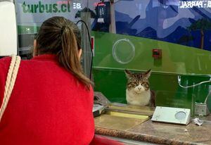 La historia del gato que “vende” pasajes en terminal de buses de Santiago que se volvió viral