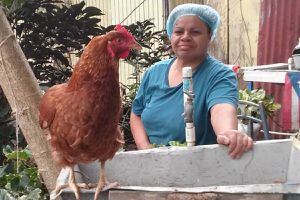 Un misterio la muerte de las gallinas de Viña Hernández