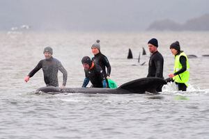 Casi 500 ballenas piloto fueron localizadas varadas en una costa de Australia