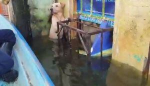 Rescatan a perrito que se encontraba atrapado en medio de inundaciones en México